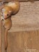 Plšík lískový (Savci), Muscardinus avellanarius (Mammalia)